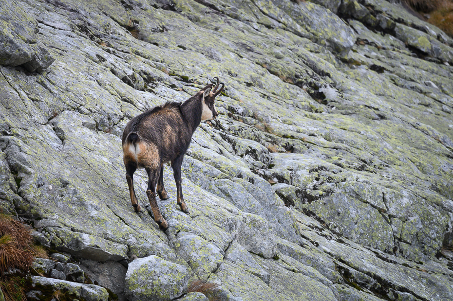  Kozica górska Tatry Nikon Nikkor 500mm f/5.6E