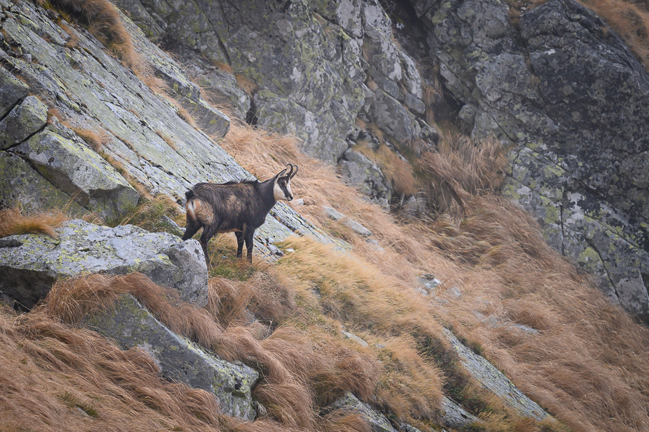  Kozica górska Tatry Nikon Nikkor 500mm f/5.6E