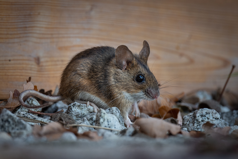  Mysz Inne Nikon D7200 Nikkor 500mm f/5.6E Zwierzęta