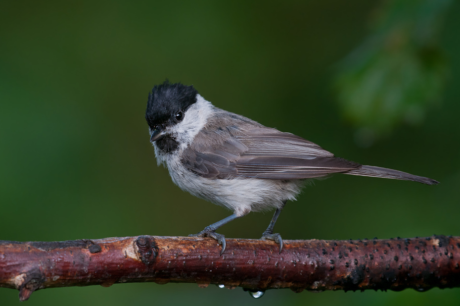  Czarnogłówka Ptaki sikorka czarnogłówka ptaki Nikon D300 Sigma APO 500mm f/4.5 DG/HSM Zwierzęta ptak fauna dziób dzikiej przyrody flycatcher starego świata chickadee ścieśniać organizm ptak przysiadujący pióro