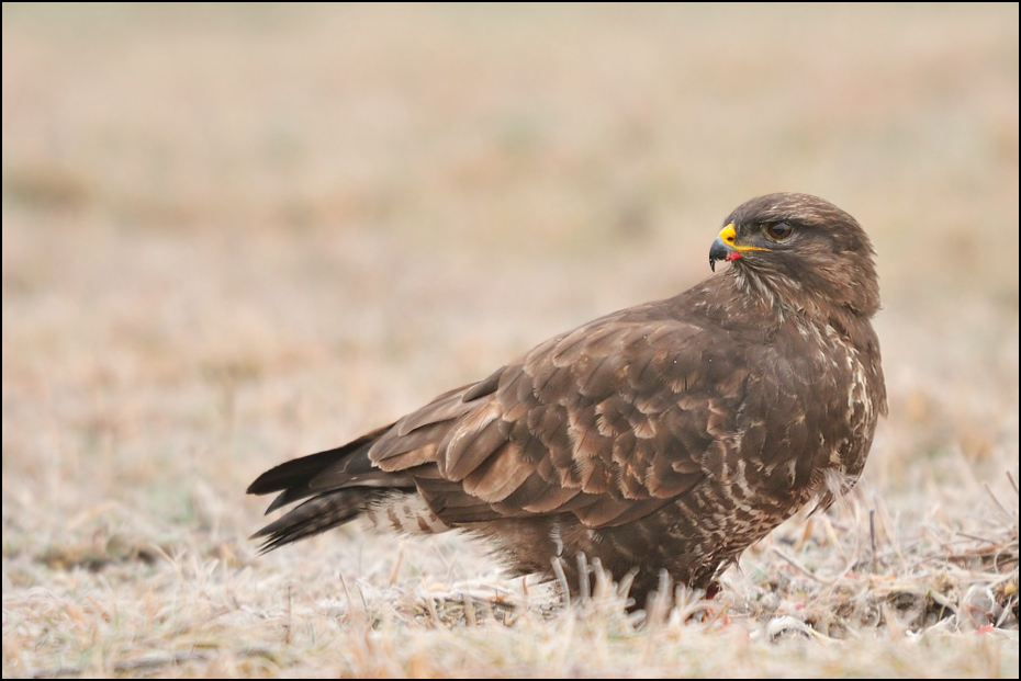  Myszołów #33 Ptaki _dsc7761 Nikon D300 Sigma APO 500mm f/4.5 DG/HSM Zwierzęta ptak ekosystem ptak drapieżny myszołów fauna orzeł dziób jastrząb sokół accipitriformes