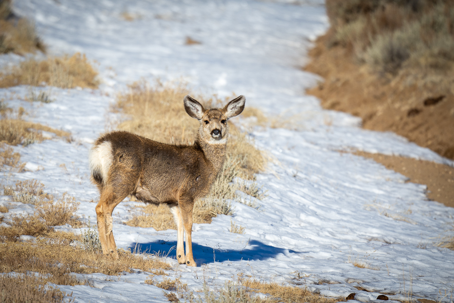  Sarna 2020 USA Nikon D7200 Nikkor 500mm f/5.6E