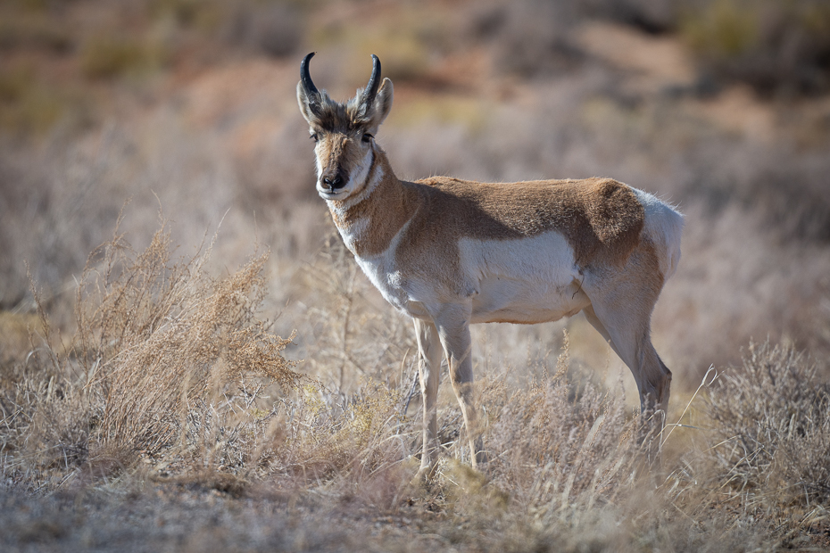  Pronghorn 2020 USA Nikon D7200 Nikkor 500mm f/5.6E