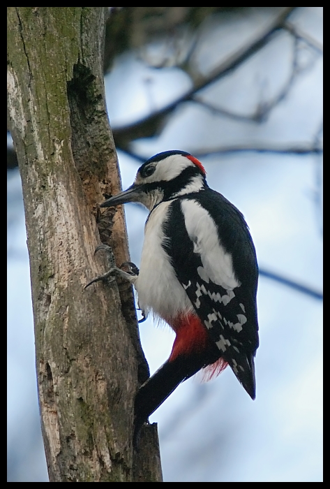  Dzięcioł Moje dzięcioł ptaki Nikon D200 Sigma APO 50-500mm f/4-6.3 HSM ptak dziób fauna drzewo piciformes pióro dzikiej przyrody