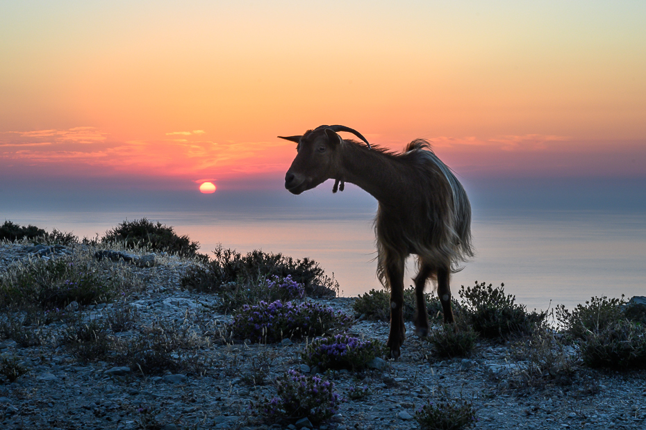  Zachód kozą 2020 Kefalonia Nikon Nikkor 24-70mm f/4