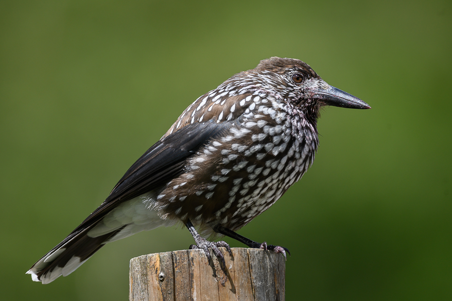  Orzechówka Ptaki Nikon Nikkor 500mm f/5.6E Mauritius 2017