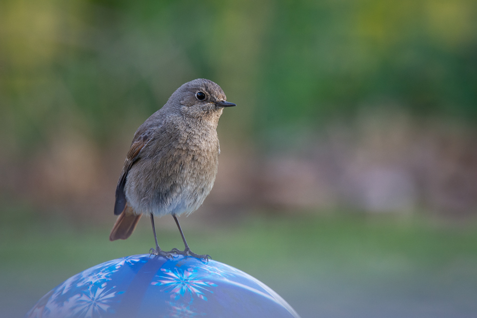  Kopciuszek Ptaki Nikon D7200 Nikkor 500mm f/5.6E Zwierzęta