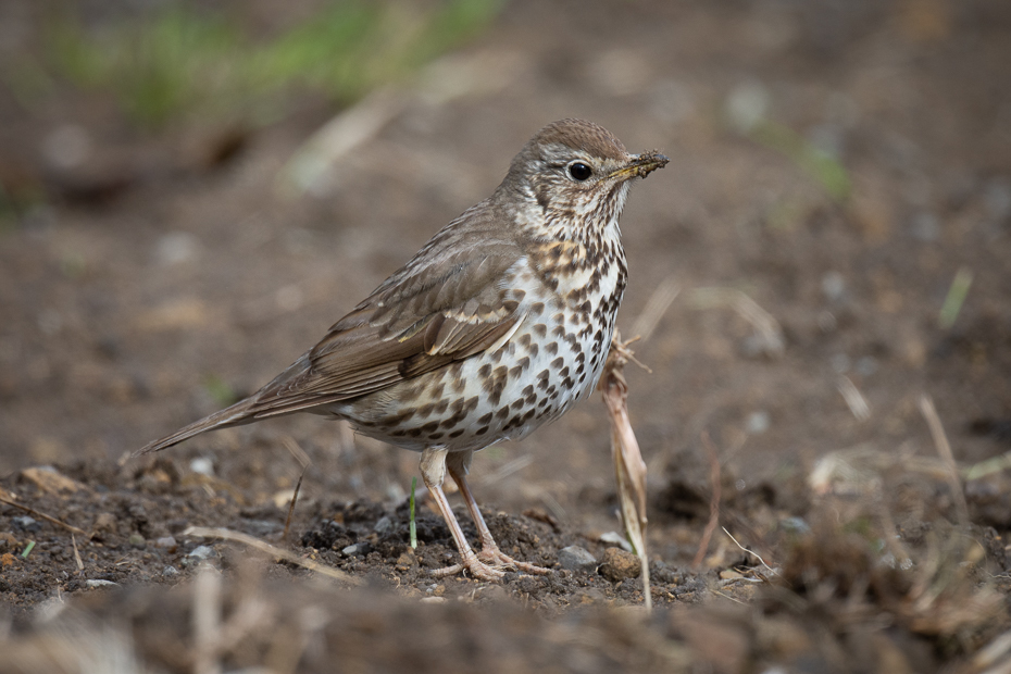  Drozd śpiewak Ptaki Nikon D7200 Nikkor 500mm f/5.6E Zwierzęta