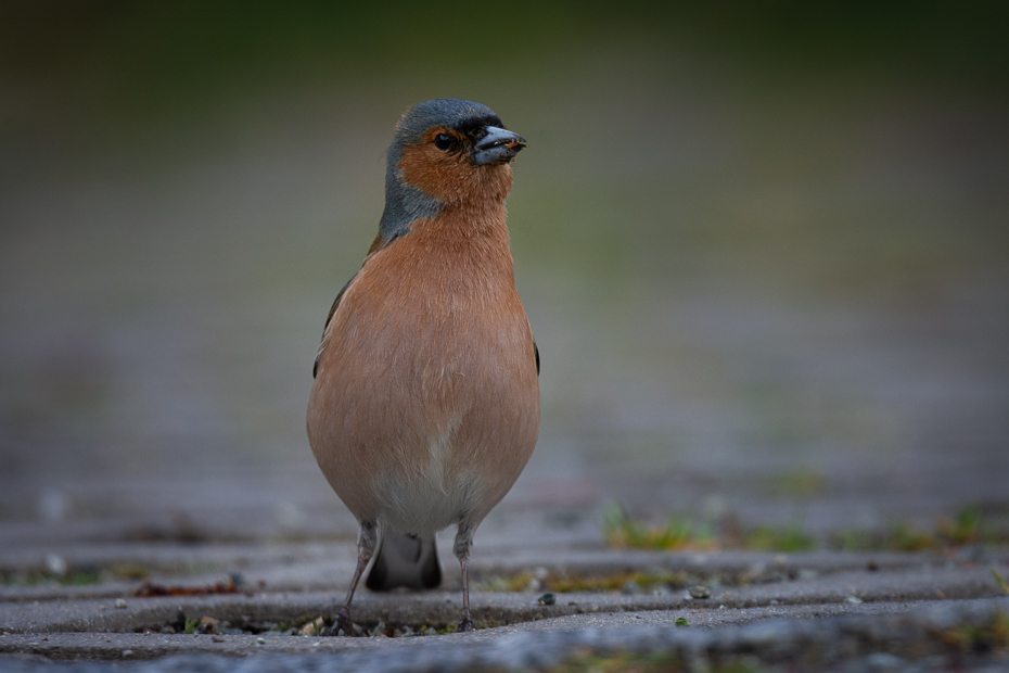  Zięba Ptaki Nikon D7200 Nikkor 500mm f/5.6E Zwierzęta