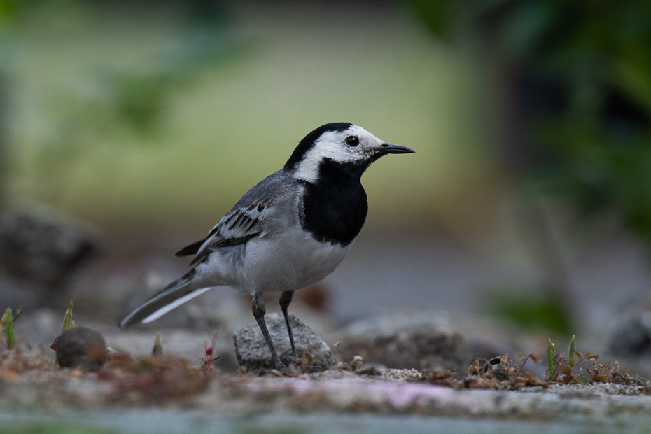  Pliszka siwa Ptaki Nikon D7200 Nikkor 500mm f/5.6E Zwierzęta