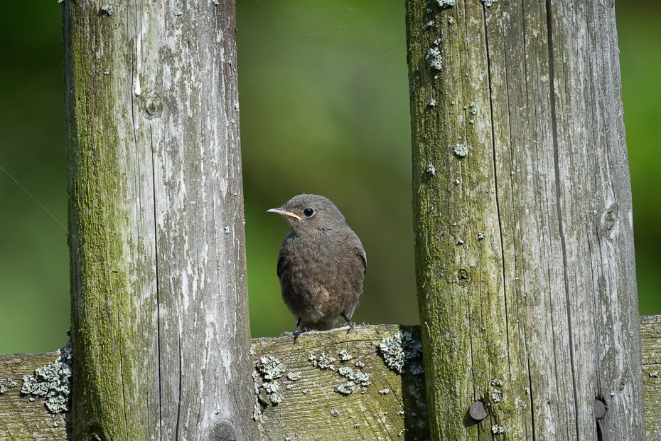  Kopciuszek Ptaki Nikon D7200 Nikkor 500mm f/5.6E Zwierzęta