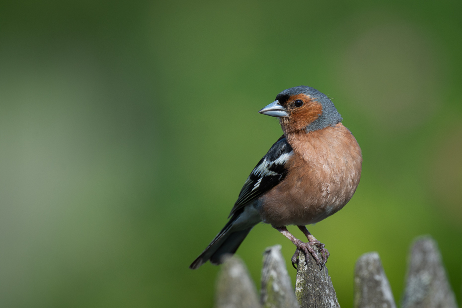  Zięba Ptaki Nikon D7200 Nikkor 500mm f/5.6E Zwierzęta