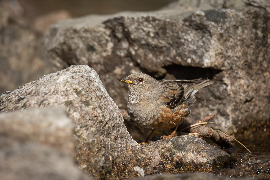  Płochacz halny Ptaki Nikon D7200 Nikkor 500mm f/5.6E Zwierzęta