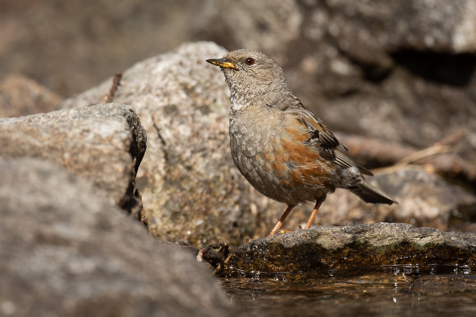  Płochacz halny Ptaki Nikon D7200 Nikkor 500mm f/5.6E Zwierzęta