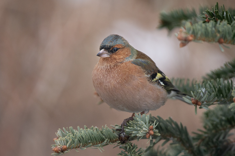  Zięba Ptaki Nikon D7200 Sigma 150-600mm f/5-6.3 HSM Zwierzęta