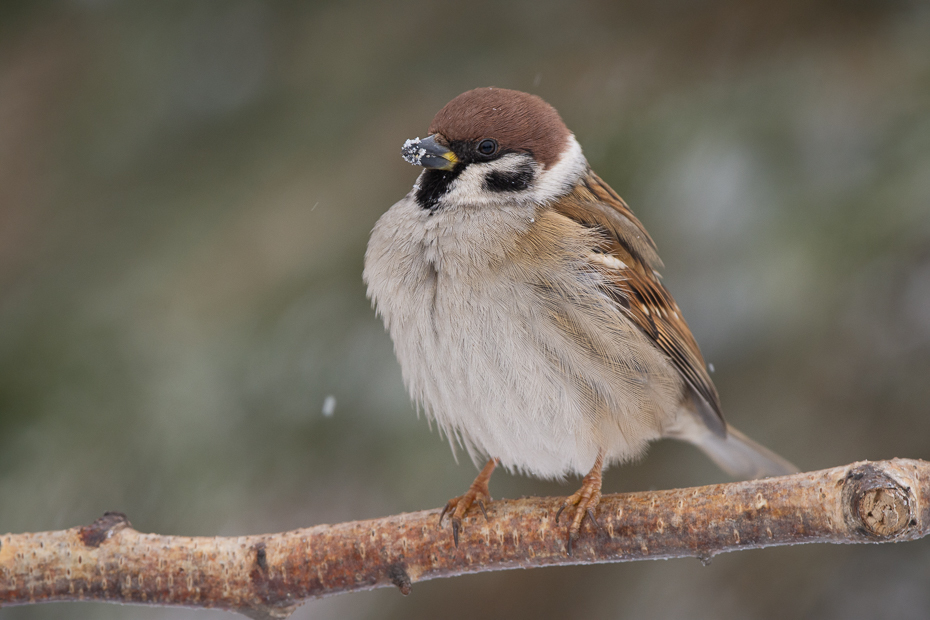  Mazurek Ptaki Nikon D7200 Sigma 150-600mm f/5-6.3 HSM Zwierzęta