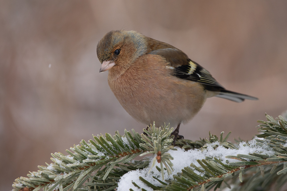  Zięba Ptaki Nikon D7200 Sigma 150-600mm f/5-6.3 HSM Zwierzęta