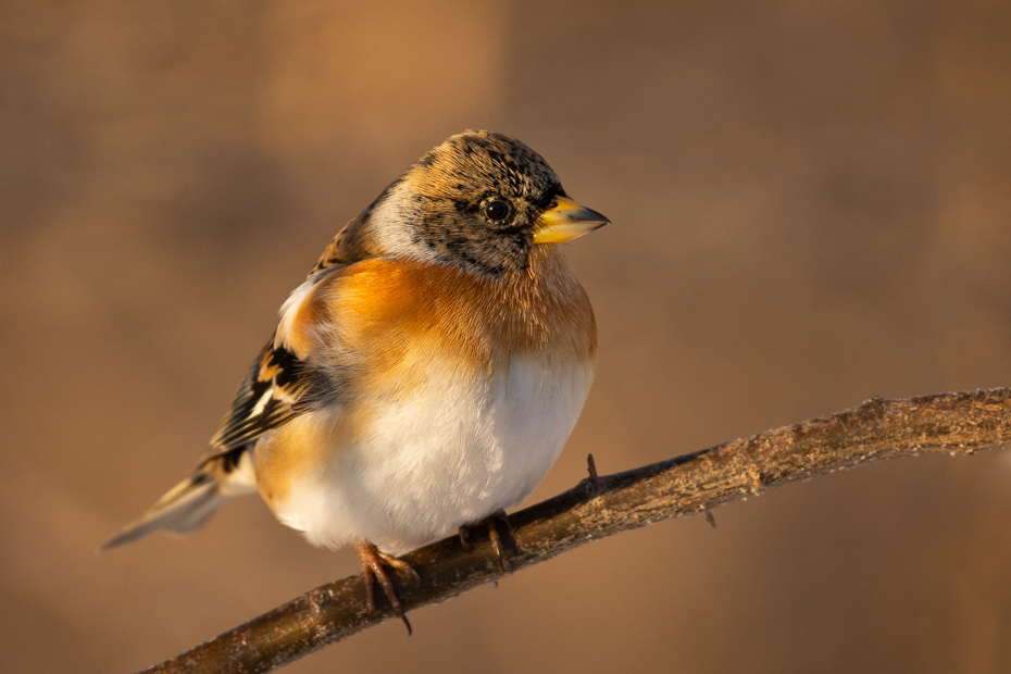  Jer Ptaki Nikon D7200 Sigma 150-600mm f/5-6.3 HSM Zwierzęta