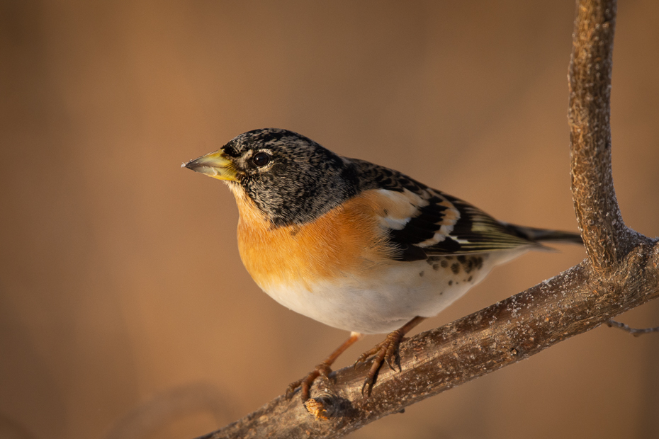  Jer Ptaki Nikon D7200 Sigma 150-600mm f/5-6.3 HSM Zwierzęta