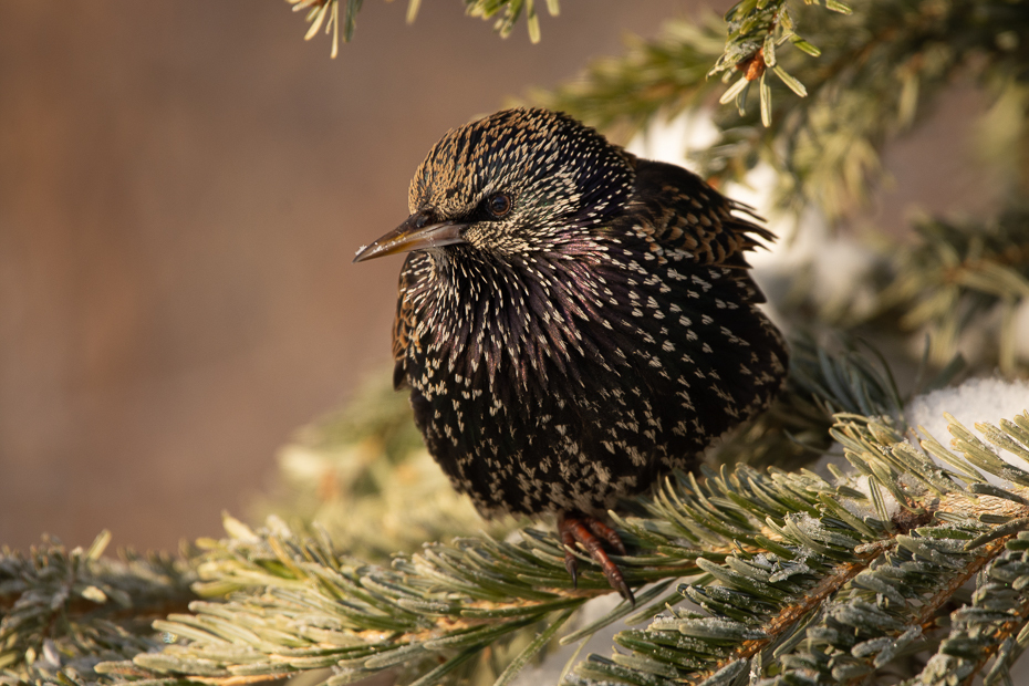  Szpak Ptaki Nikon D7200 Sigma 150-600mm f/5-6.3 HSM Zwierzęta