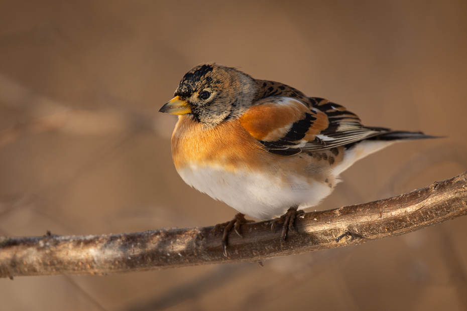  Jer Ptaki Nikon D7200 Sigma 150-600mm f/5-6.3 HSM Zwierzęta