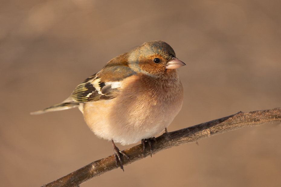  Zięba Ptaki Nikon D7200 Sigma 150-600mm f/5-6.3 HSM Zwierzęta