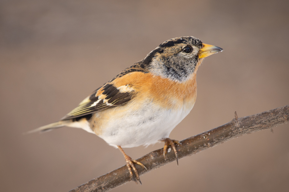  Jer Ptaki Nikon D7200 Sigma 150-600mm f/5-6.3 HSM Zwierzęta