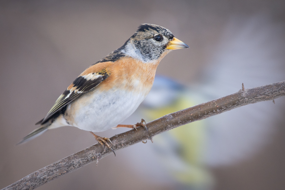  Jer Ptaki Nikon D7200 Sigma 150-600mm f/5-6.3 HSM Zwierzęta