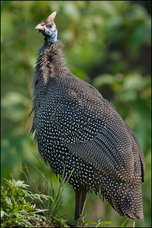  Perlica zwyczajna Ptaki Nikon D300 Sigma APO 500mm f/4.5 DG/HSM Kenia 0 ptak ptactwo galliformes fauna dziób dzikiej przyrody zwierzę lądowe Phasianidae bażant trawa