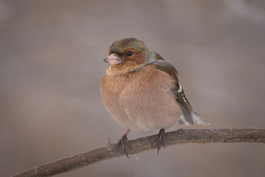  Zięba Ptaki Nikon D7200 Sigma 150-600mm f/5-6.3 HSM Zwierzęta