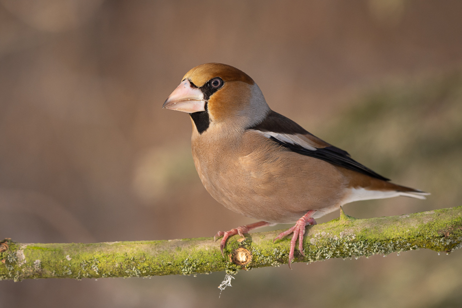  Grubodziób Ptaki Nikon D7200 Sigma 150-600mm f/5-6.3 HSM Zwierzęta