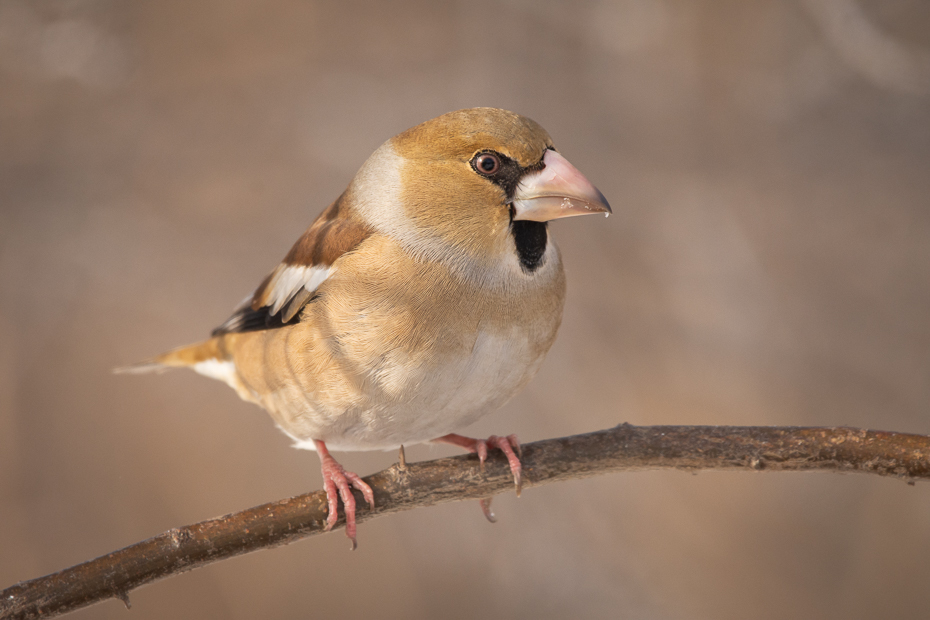  Grubodziób Ptaki Nikon D7200 Sigma 150-600mm f/5-6.3 HSM Zwierzęta