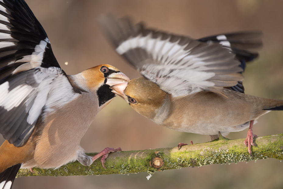  Grubodziób Ptaki Nikon D7200 Sigma 150-600mm f/5-6.3 HSM Zwierzęta