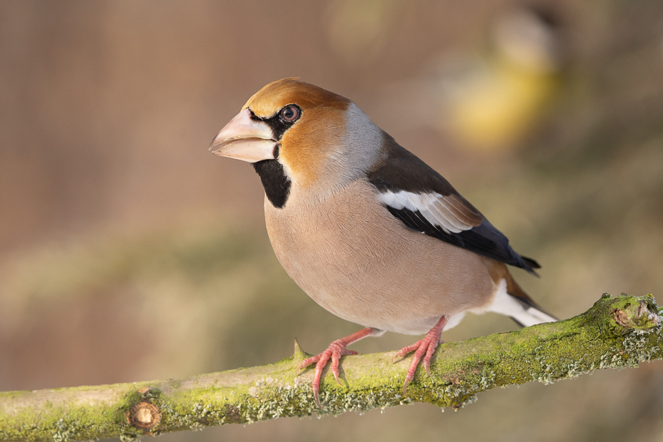  Grubodziób Ptaki Nikon D7200 Sigma 150-600mm f/5-6.3 HSM Zwierzęta