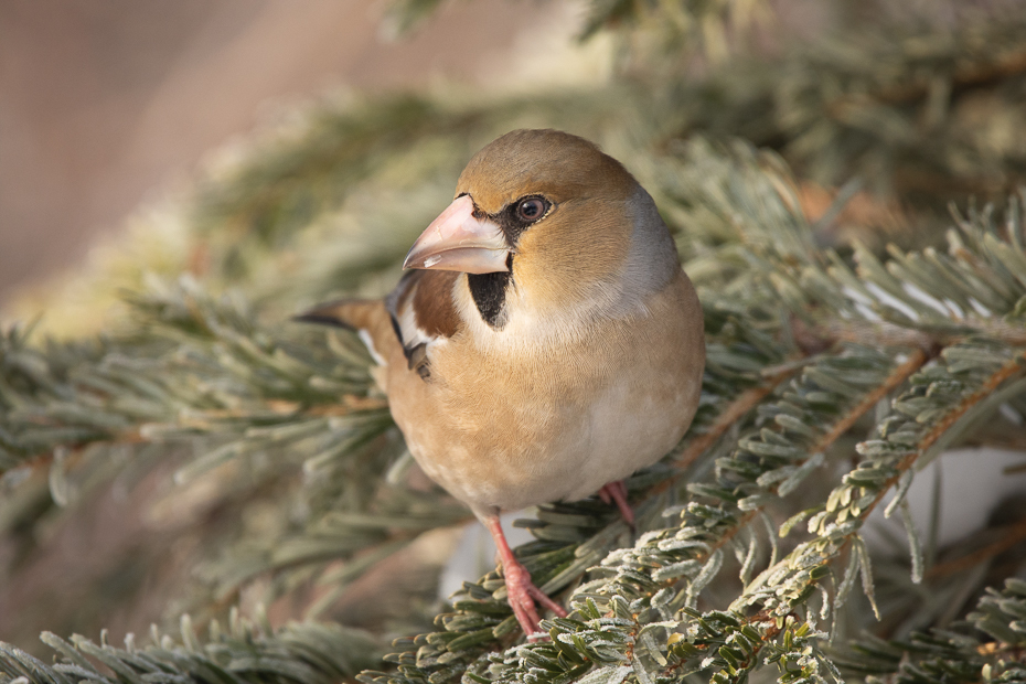  Grubodziób Ptaki Nikon D7200 Sigma 150-600mm f/5-6.3 HSM Zwierzęta