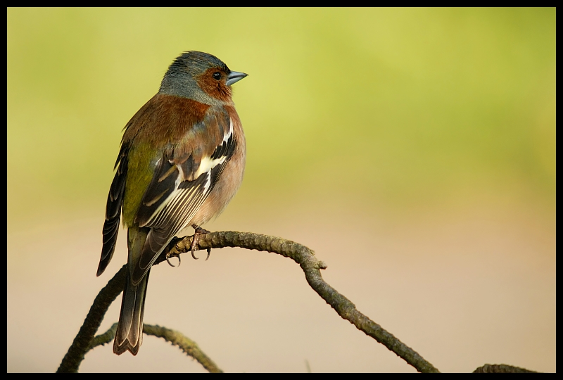  Zięba Ptaki zięba ptaki Nikon D200 Sigma APO 50-500mm f/4-6.3 HSM Zwierzęta ptak fauna dziób dzikiej przyrody flycatcher starego świata skrzydło Emberizidae organizm ptak przysiadujący