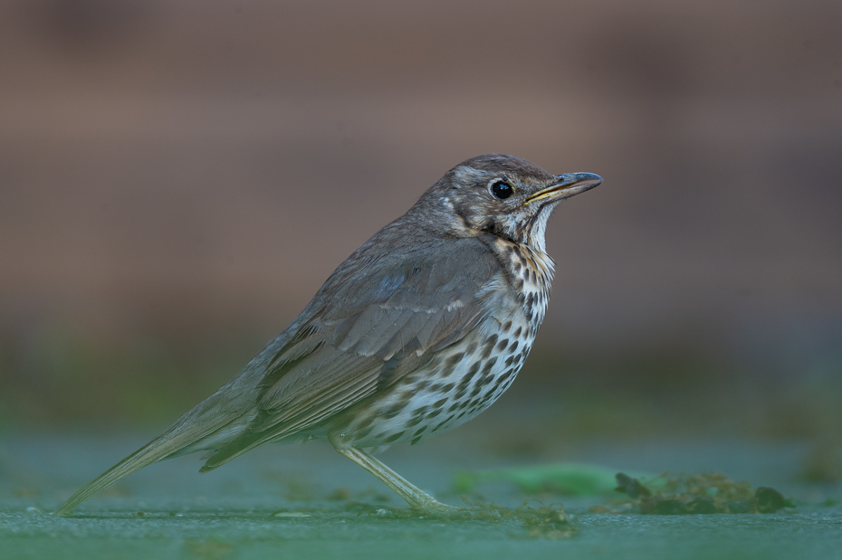  Paszkot Ptaki Nikon Nikkor 500mm f/5.6E Zwierzęta