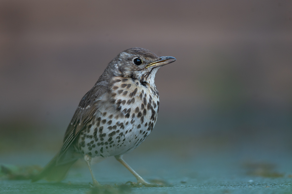  Paszkot Ptaki Nikon Nikkor 500mm f/5.6E Zwierzęta