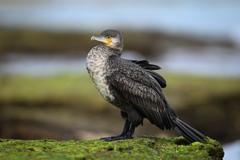  White-breasted Cormorant 2024 Tunezja Nikon Nikkor 180-600mm f/5.6-6.3