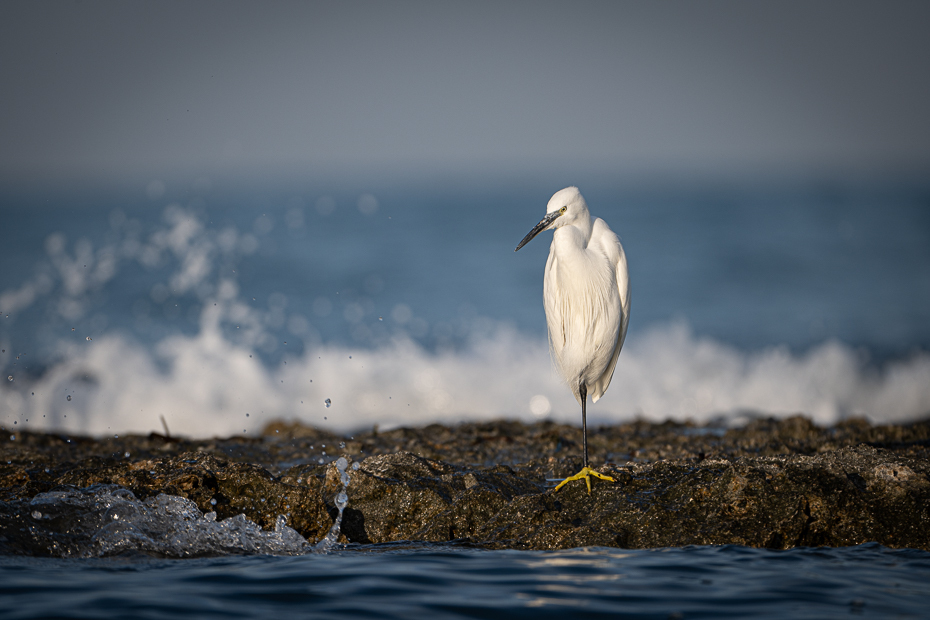  Little Egret 2024 Tunezja Nikon Nikkor 180-600mm f/5.6-6.3