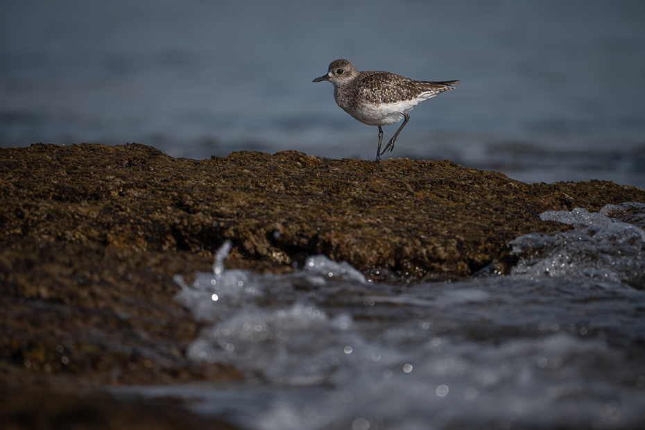  Common Sandpiper 2024 Tunezja Nikon Nikkor 180-600mm f/5.6-6.3