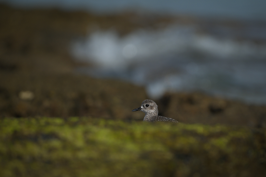  Common Sandpiper 2024 Tunezja Nikon Nikkor 180-600mm f/5.6-6.3