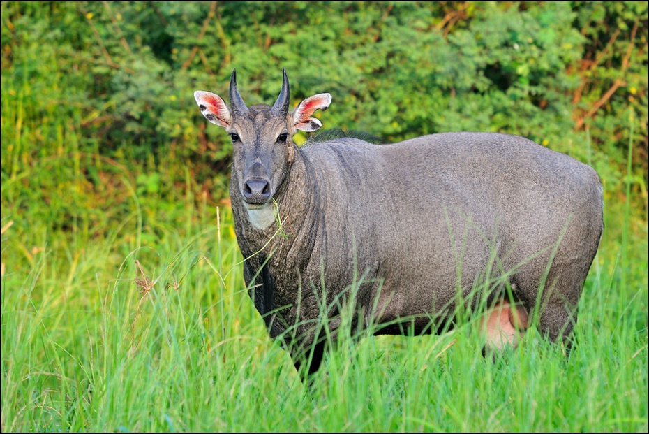  Nilgai Fauna Nikon D300 Sigma APO 500mm f/4.5 DG/HSM Indie 0 dzikiej przyrody zwierzę lądowe rezerwat przyrody fauna trawa pastwisko łąka pasący się jeleń