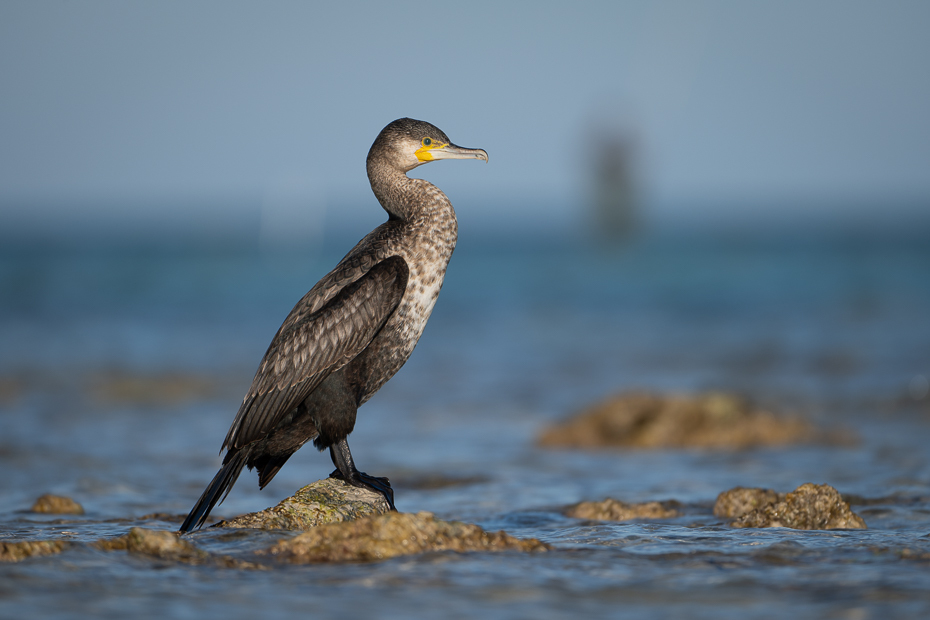  Kormoran białoszyi 2024 Tunezja Nikon Nikkor 180-600mm f/5.6-6.3