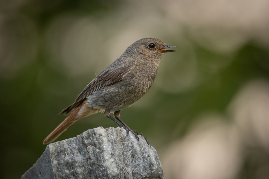  Kopciuszek Ptaki Nikon D7200 Nikkor 500mm f/5.6E Zwierzęta