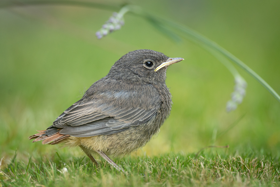  Kopciuszek Ptaki Nikon D7200 Nikkor 500mm f/5.6E Zwierzęta