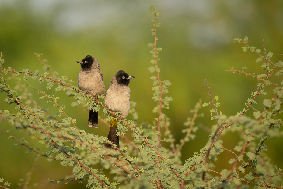  Bilbil arabski 2023 Jordania Nikon D7200 Nikkor 500mm f/5.6E