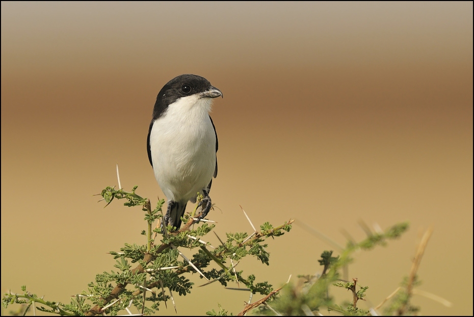  Dzierzba żałobna Ptaki tanzania ptaki Nikon D300 Sigma APO 500mm f/4.5 DG/HSM Tanzania 0 ptak fauna ekosystem dziób dzikiej przyrody flycatcher starego świata Łyk ecoregion Emberizidae niebo