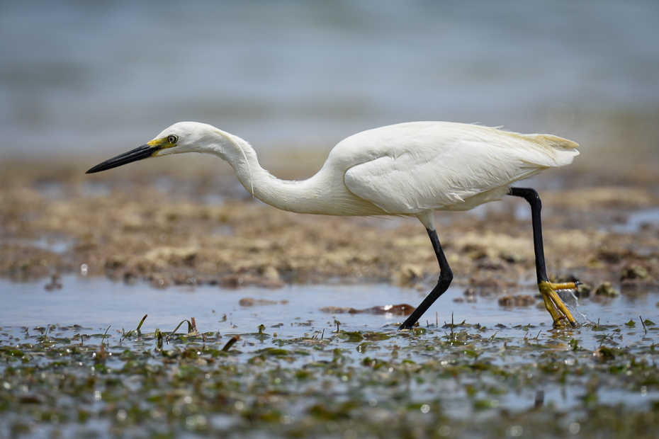  Czapla zmienna Ptaki Nikon D7200 Nikkor 500mm f/5.6E 2024 Kenia