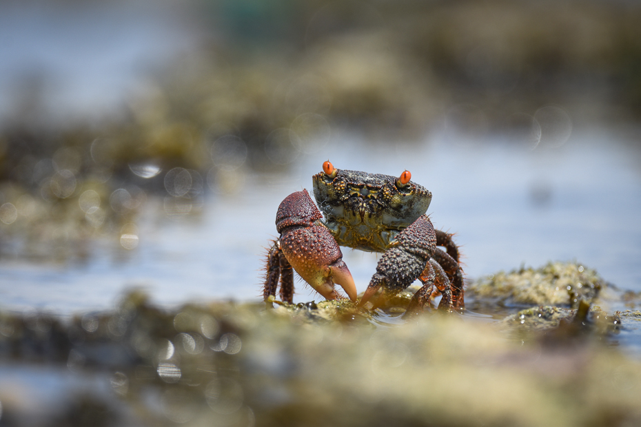  Krab 2024 Kenia Nikon D7200 Nikkor 500mm f/5.6E